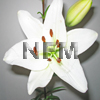 lilies asiatic white wholesale flowers